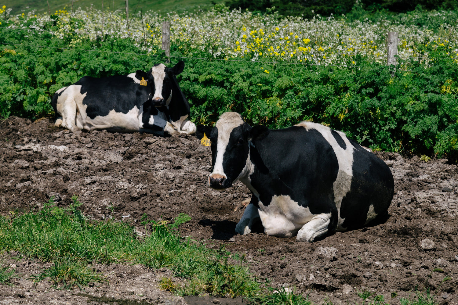 Dairy & Eggs