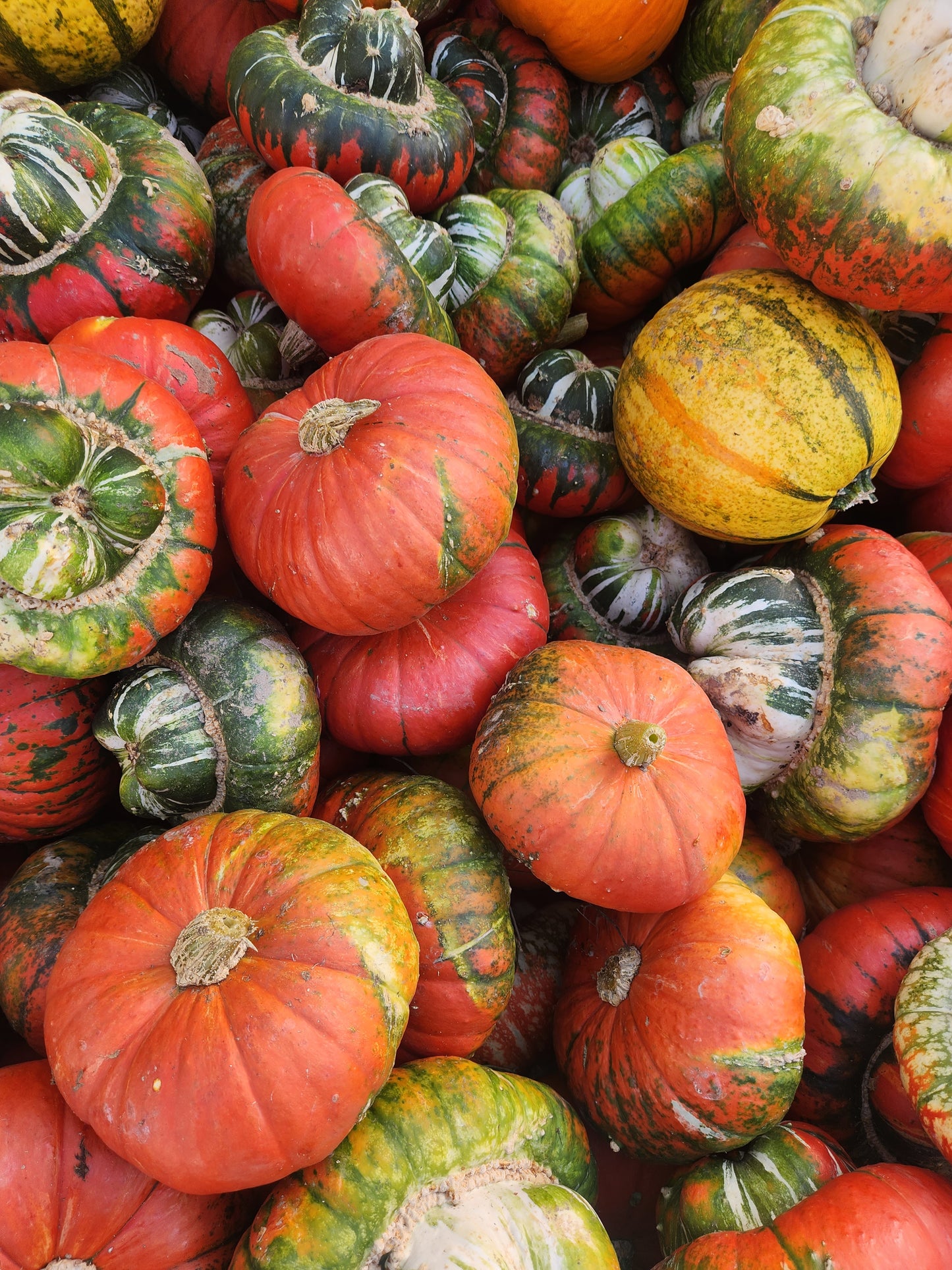 U-Pick Pumpkin Patch & Corn Maze Ticket