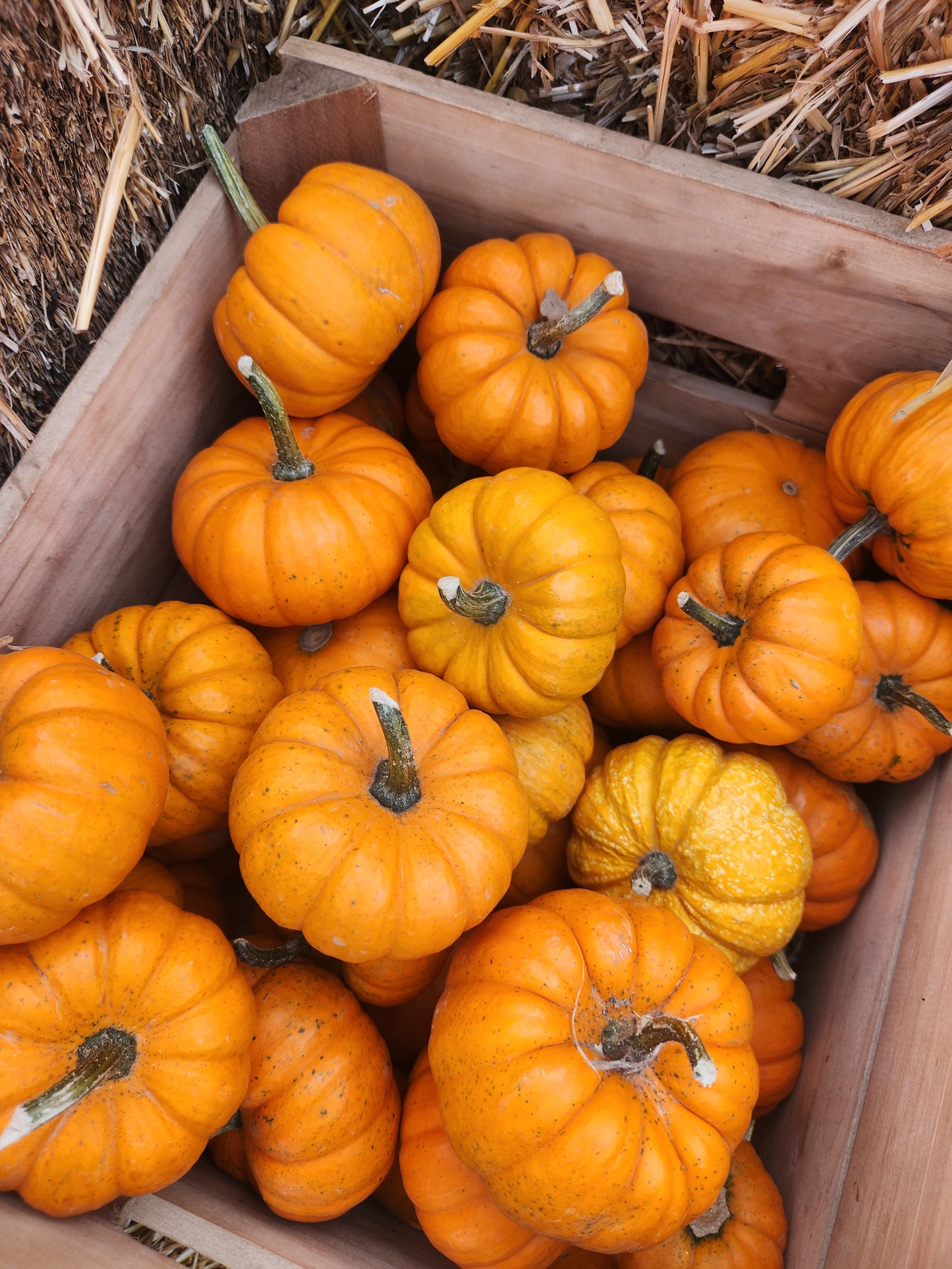 U-Pick Pumpkin Patch & Corn Maze Ticket