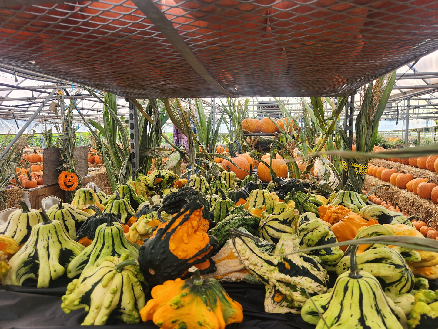 U-Pick Pumpkin Patch & Corn Maze Ticket