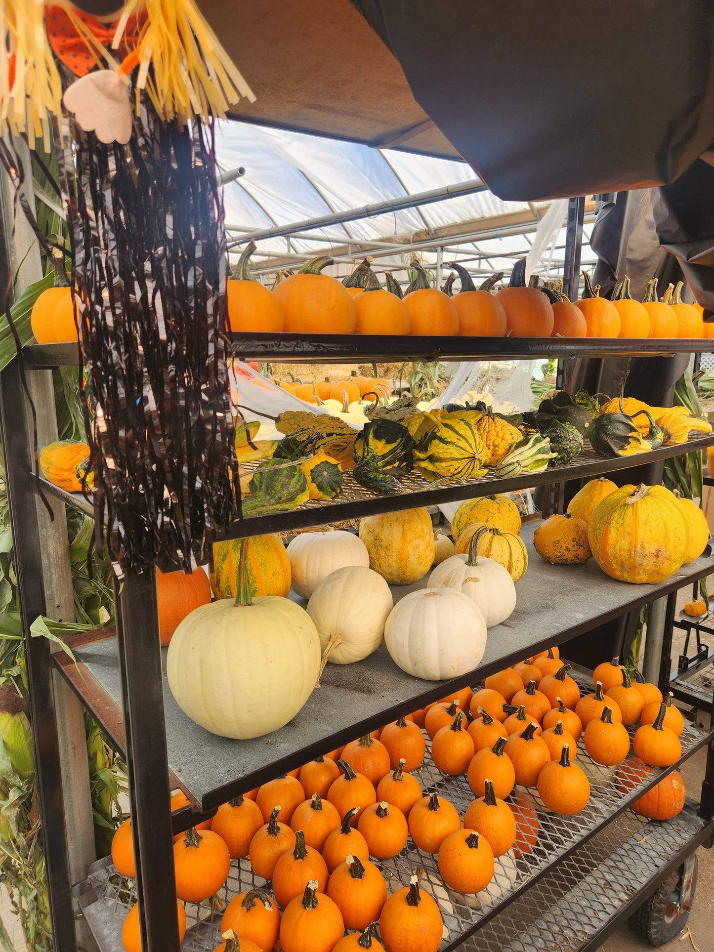 U-Pick Pumpkin Patch & Corn Maze Ticket