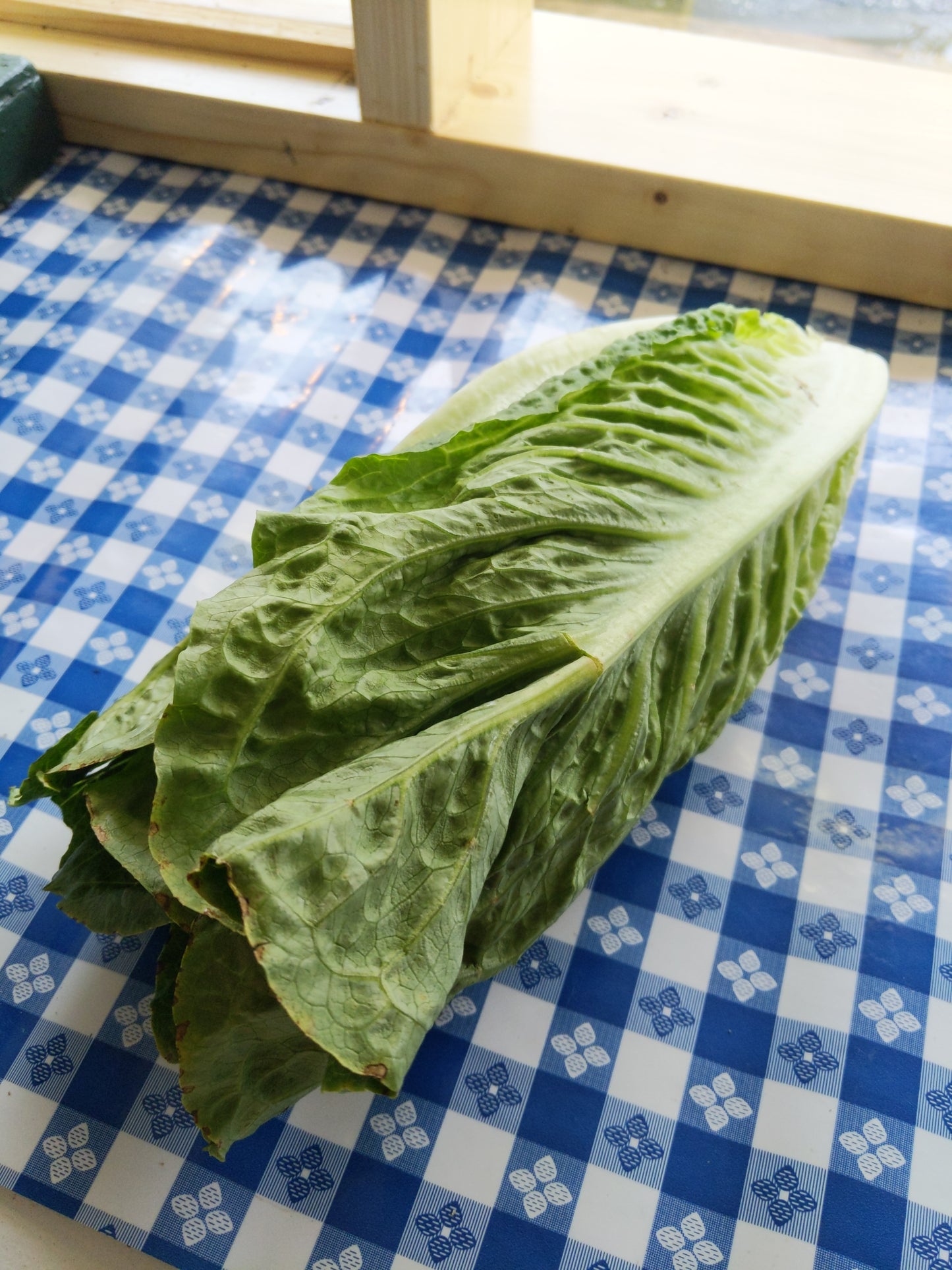 Romaine Lettuce