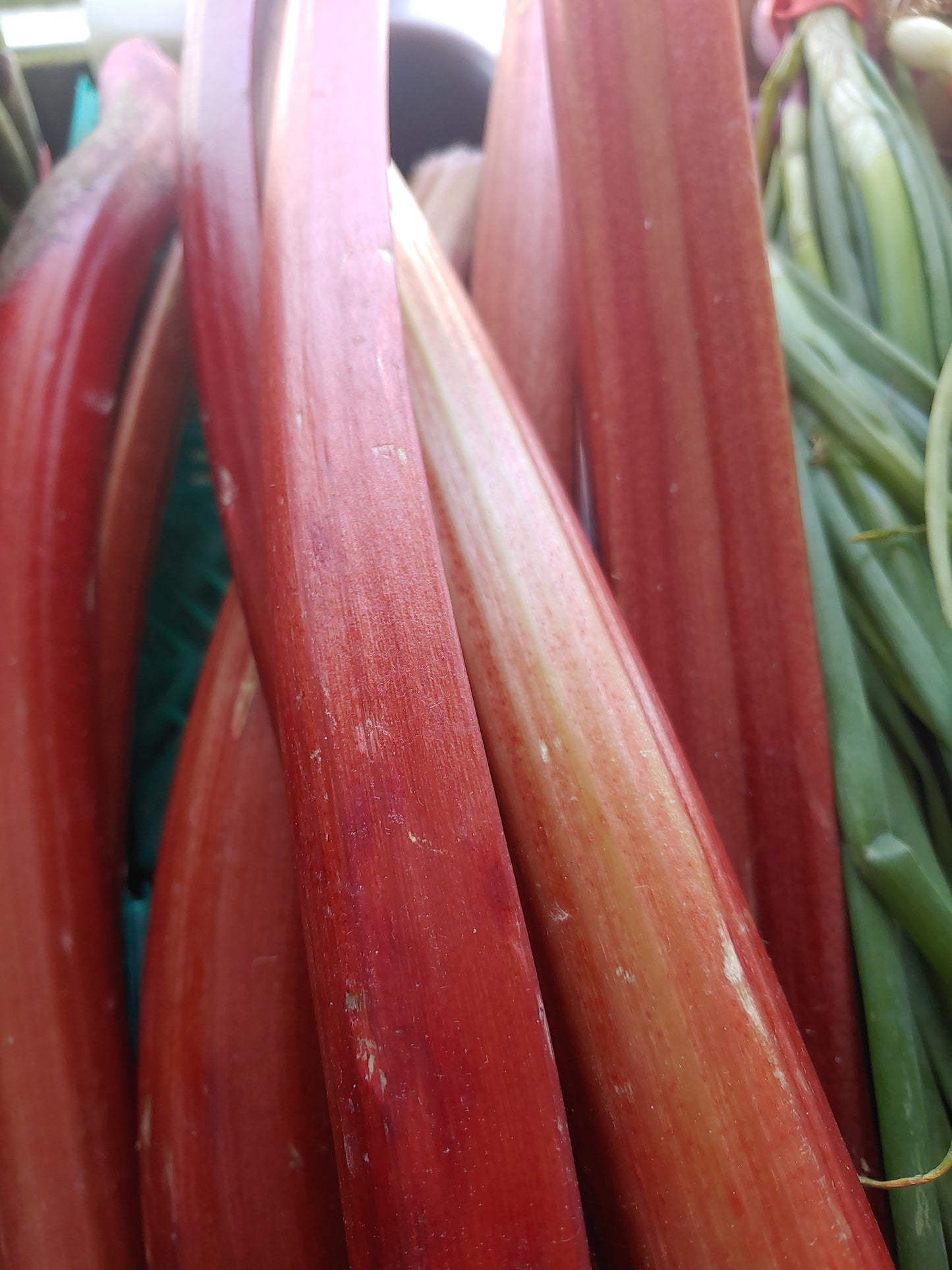 Rhubarb