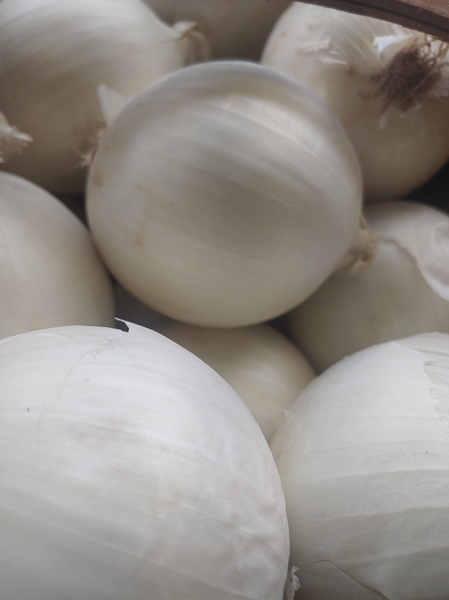 White Onions (3)
