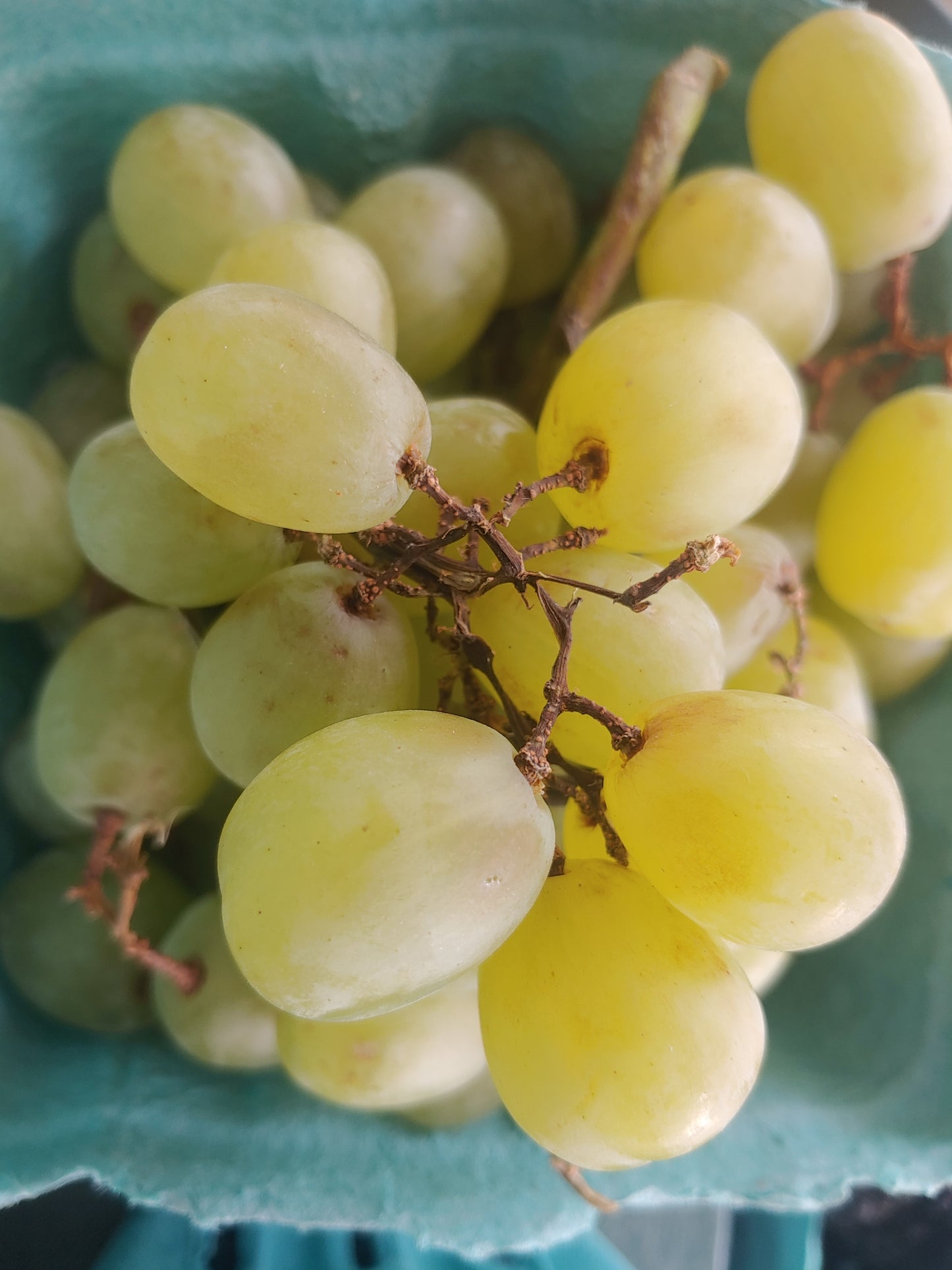 Seedless Grapes 2lbs