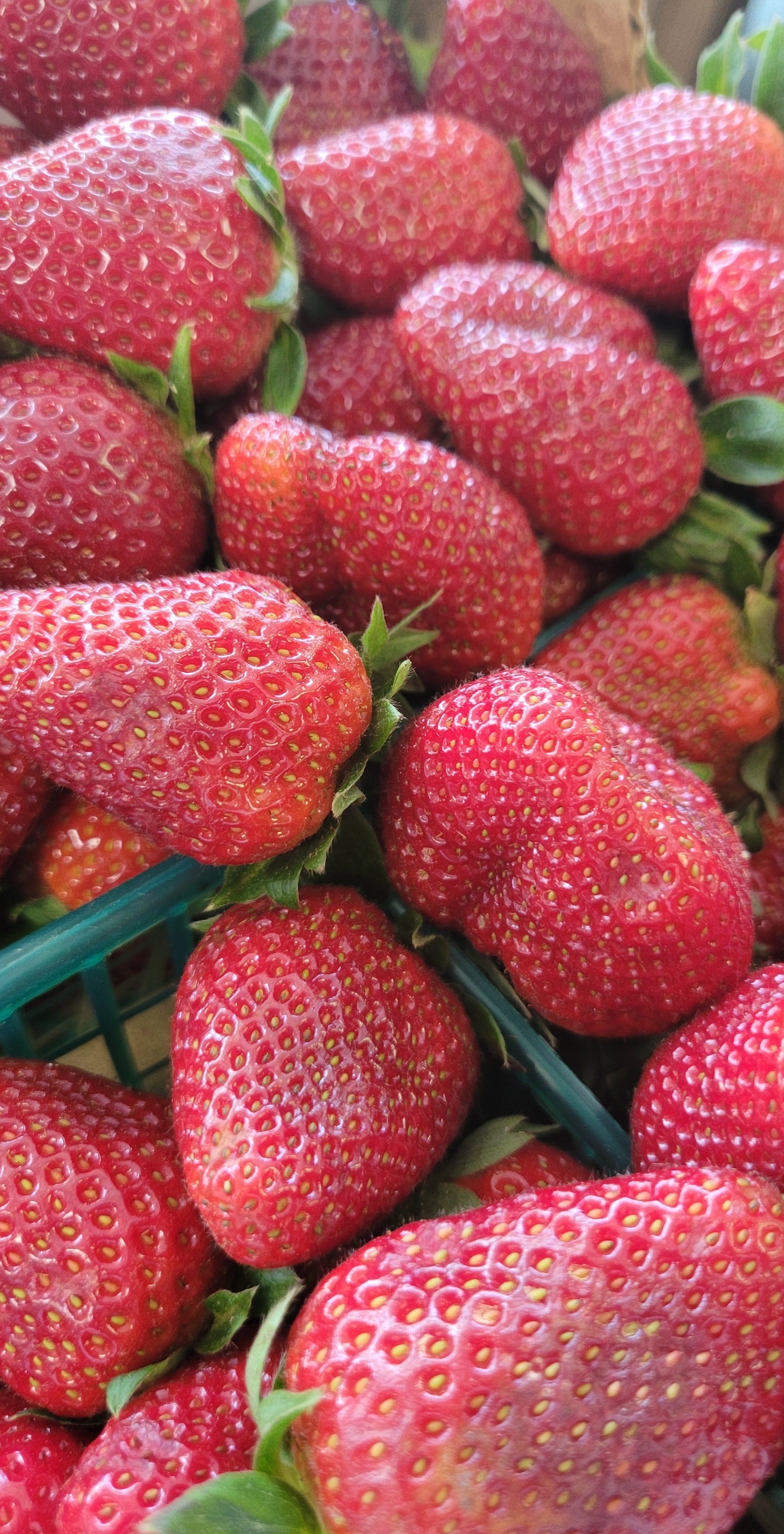 Strawberry Festival 5/23