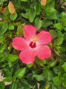 Hibiscus