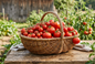 Canning Tomatoes
