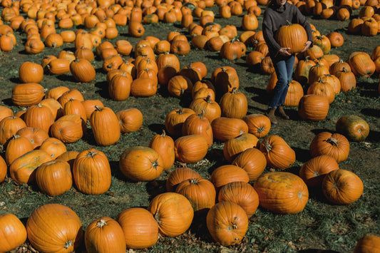 U-Pick Pumpkin Patch & Corn Maze Ticket