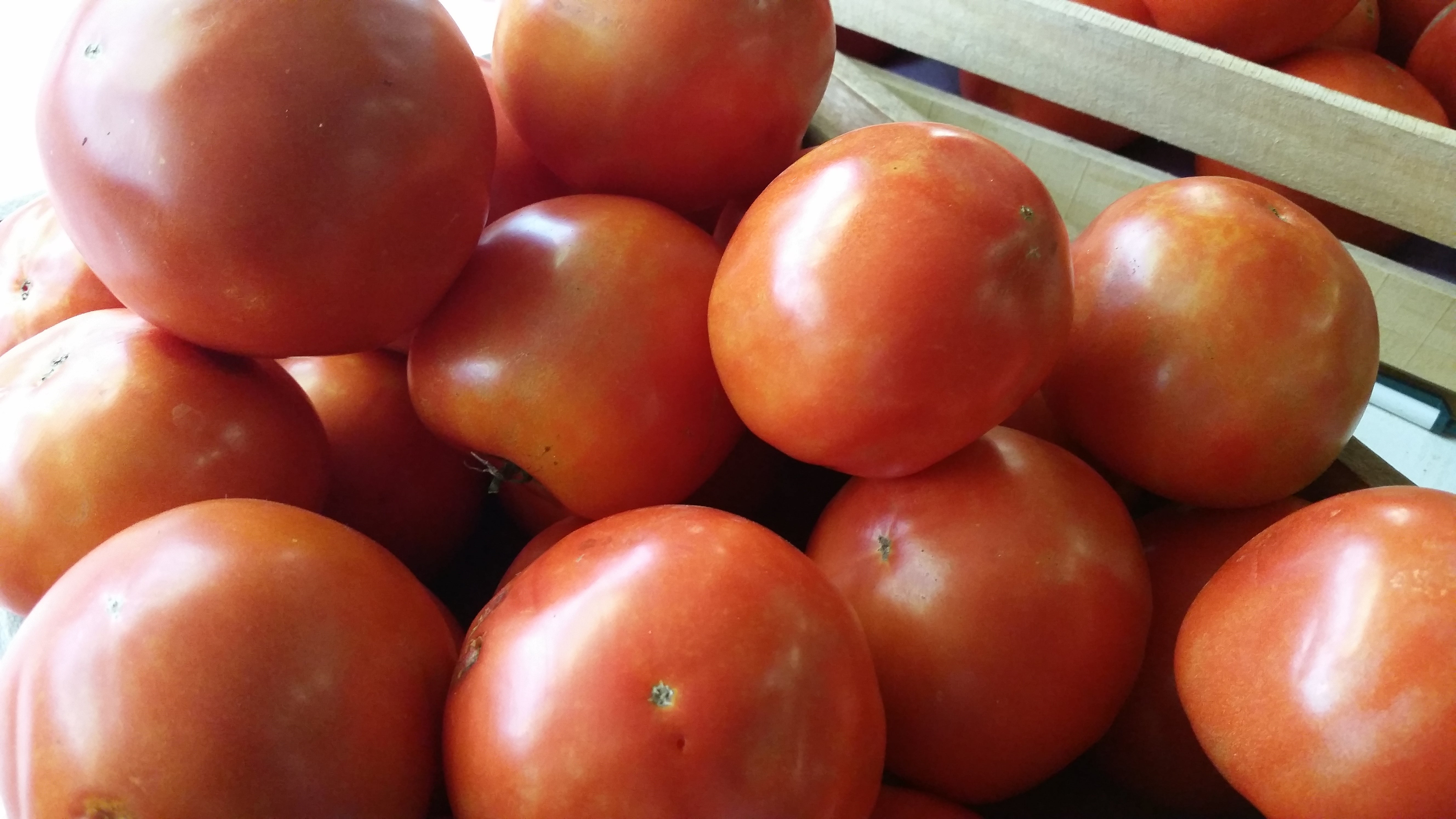 Red, round tomatoes