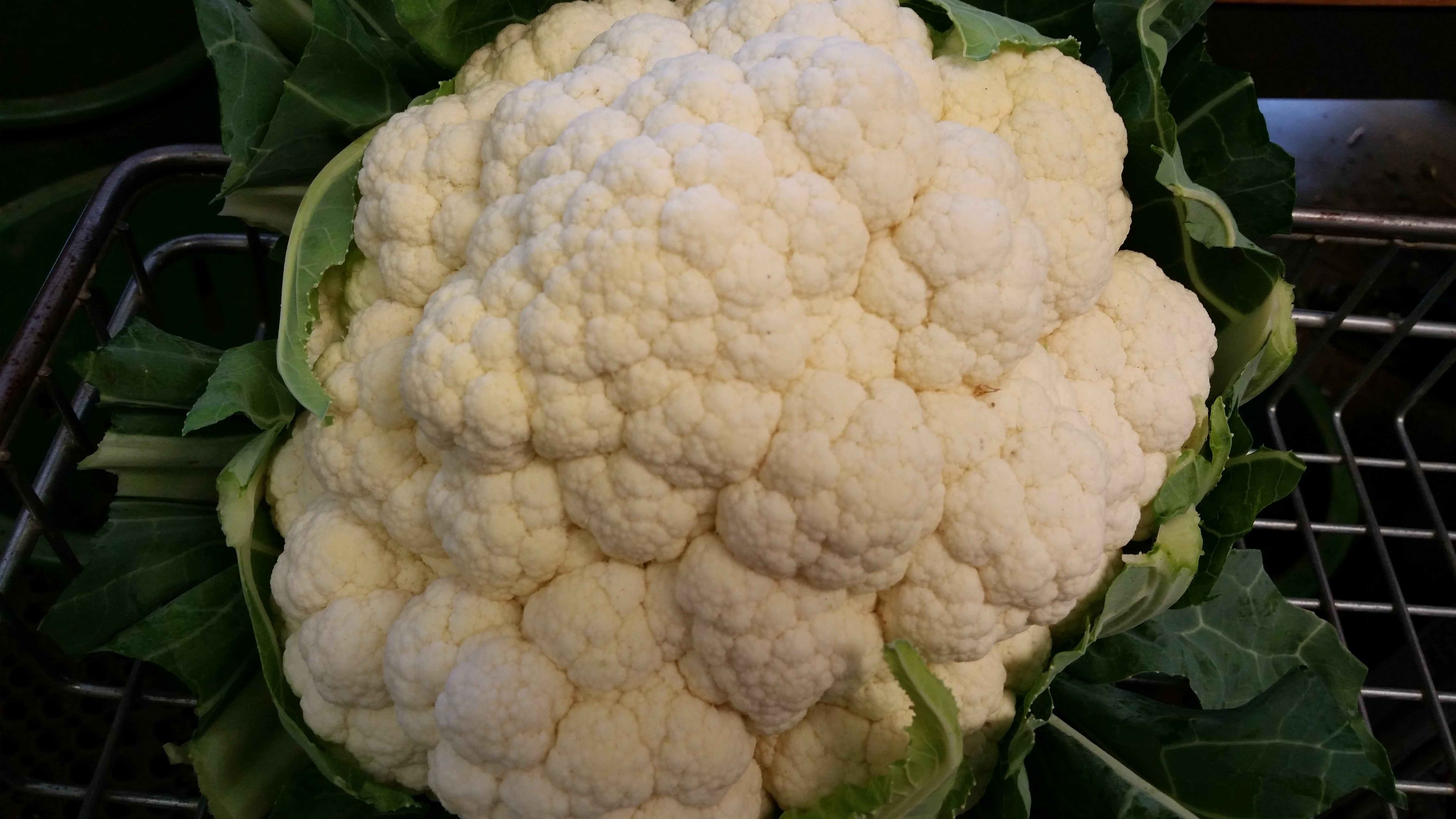 head of cauliflower