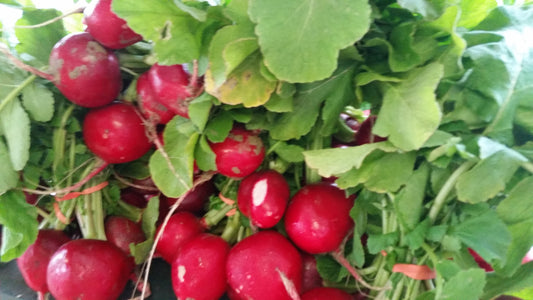 radishes