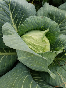 a head of cabbage