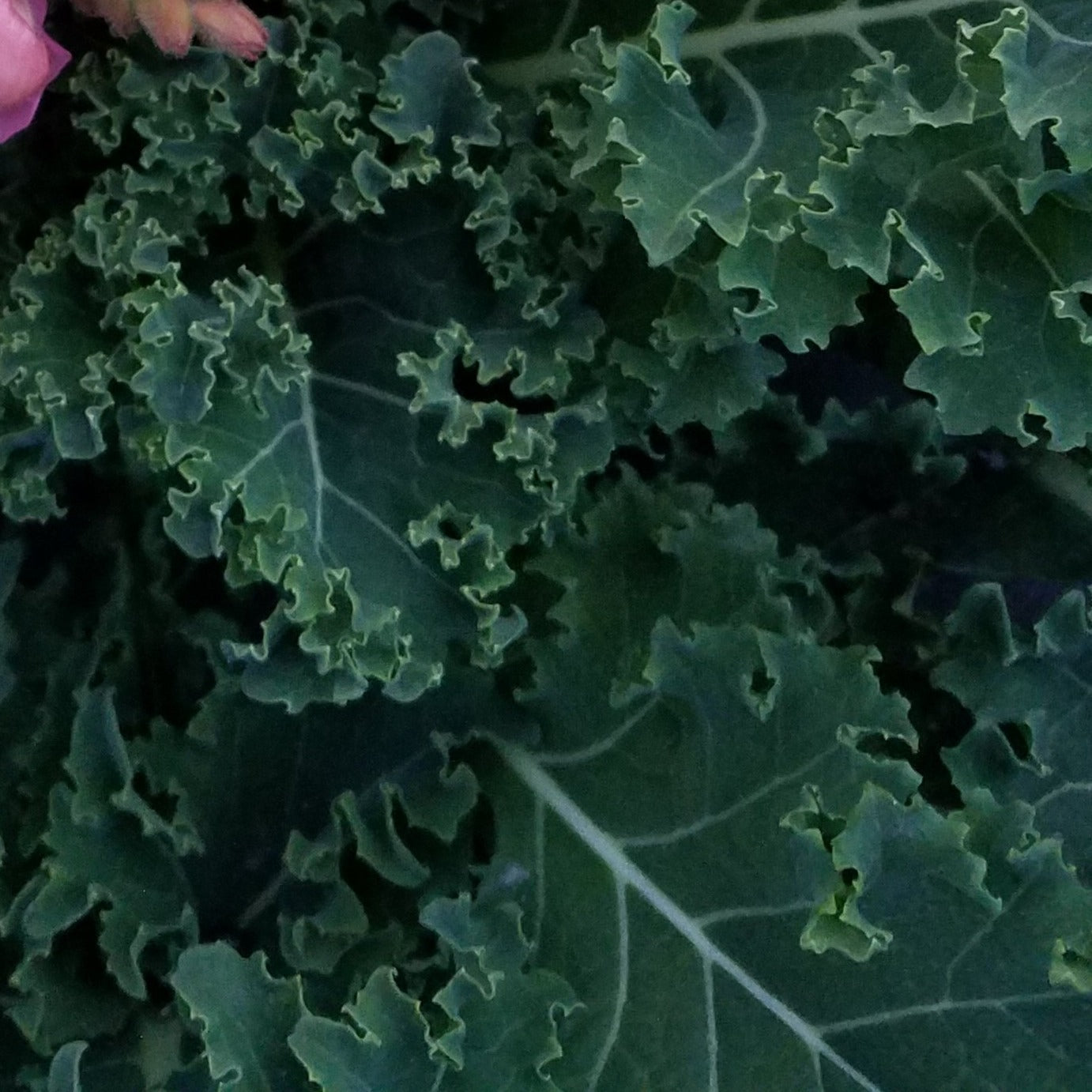 KALE