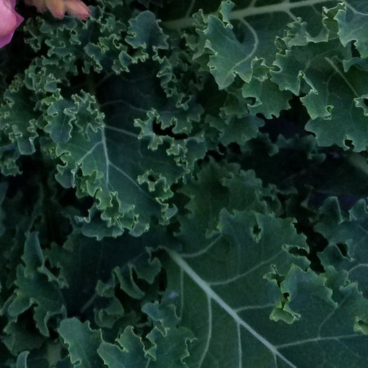 KALE