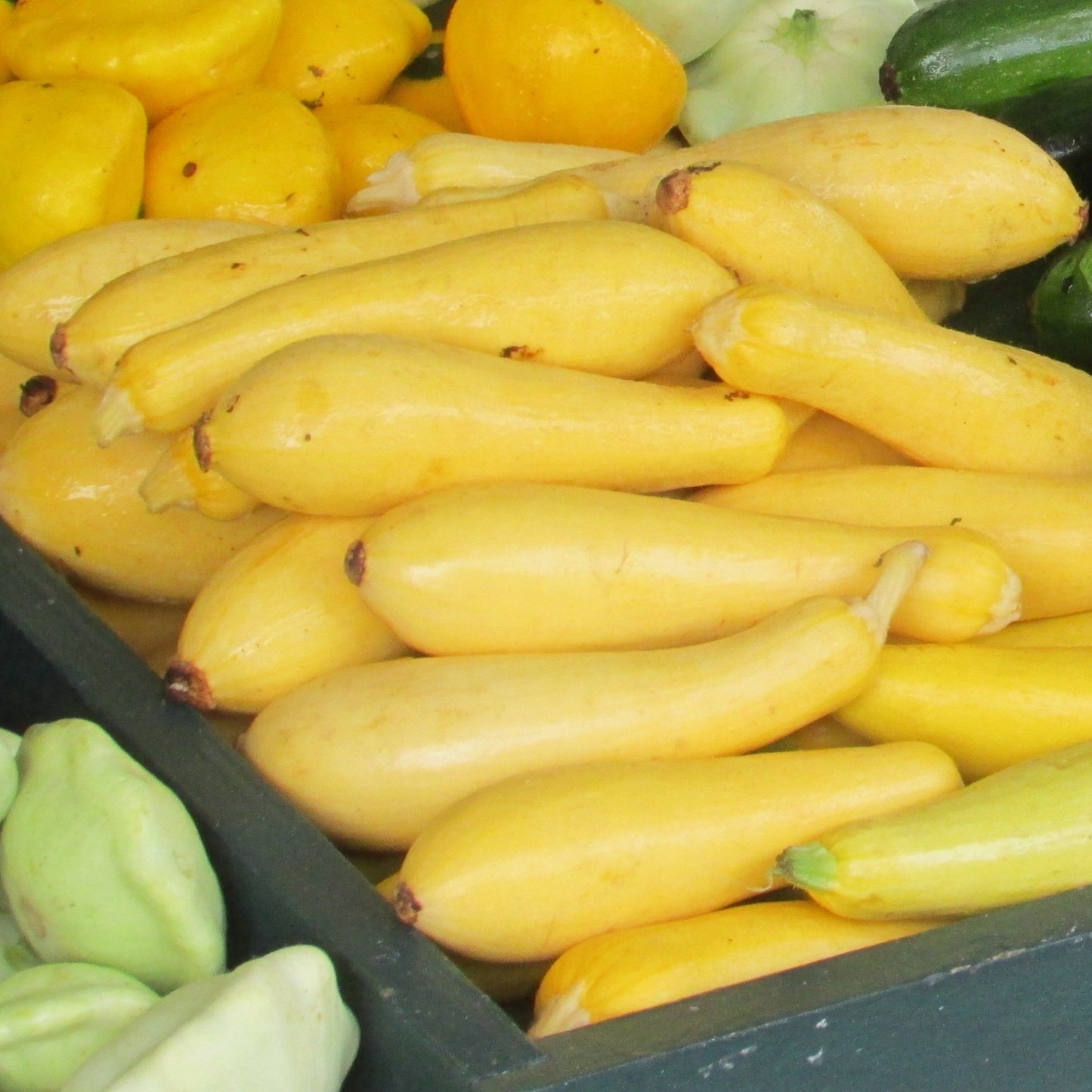 yellow squash