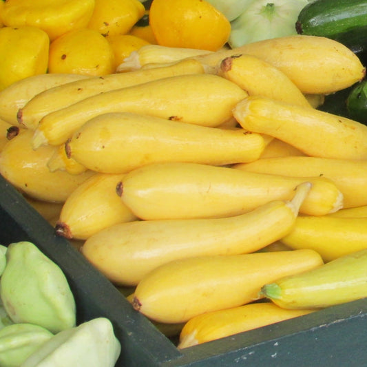 yellow squash