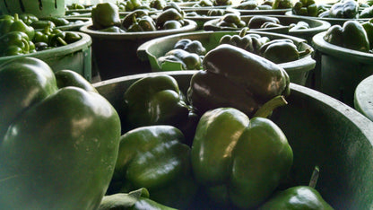 Bell Peppers