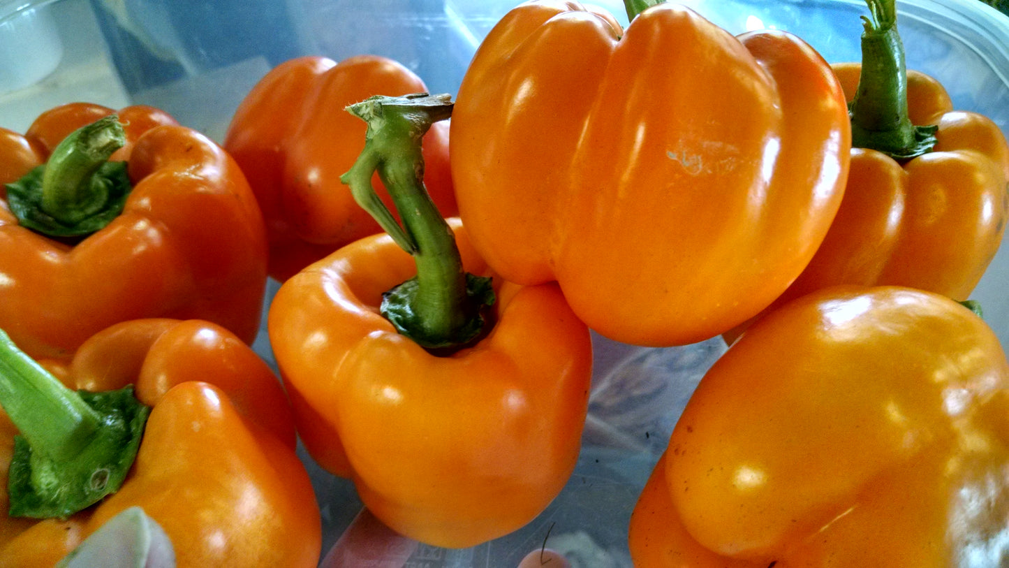 Bell Peppers
