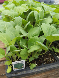 Collard green plants