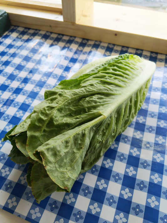 Romaine Lettuce
