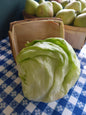 Iceberg Lettuce