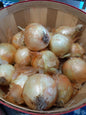 Sweet Onions (3)