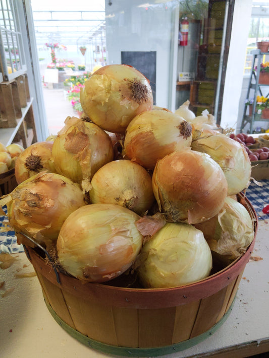 Yellow Onions (3)