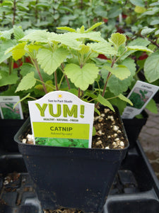 Catnip Herb Plant