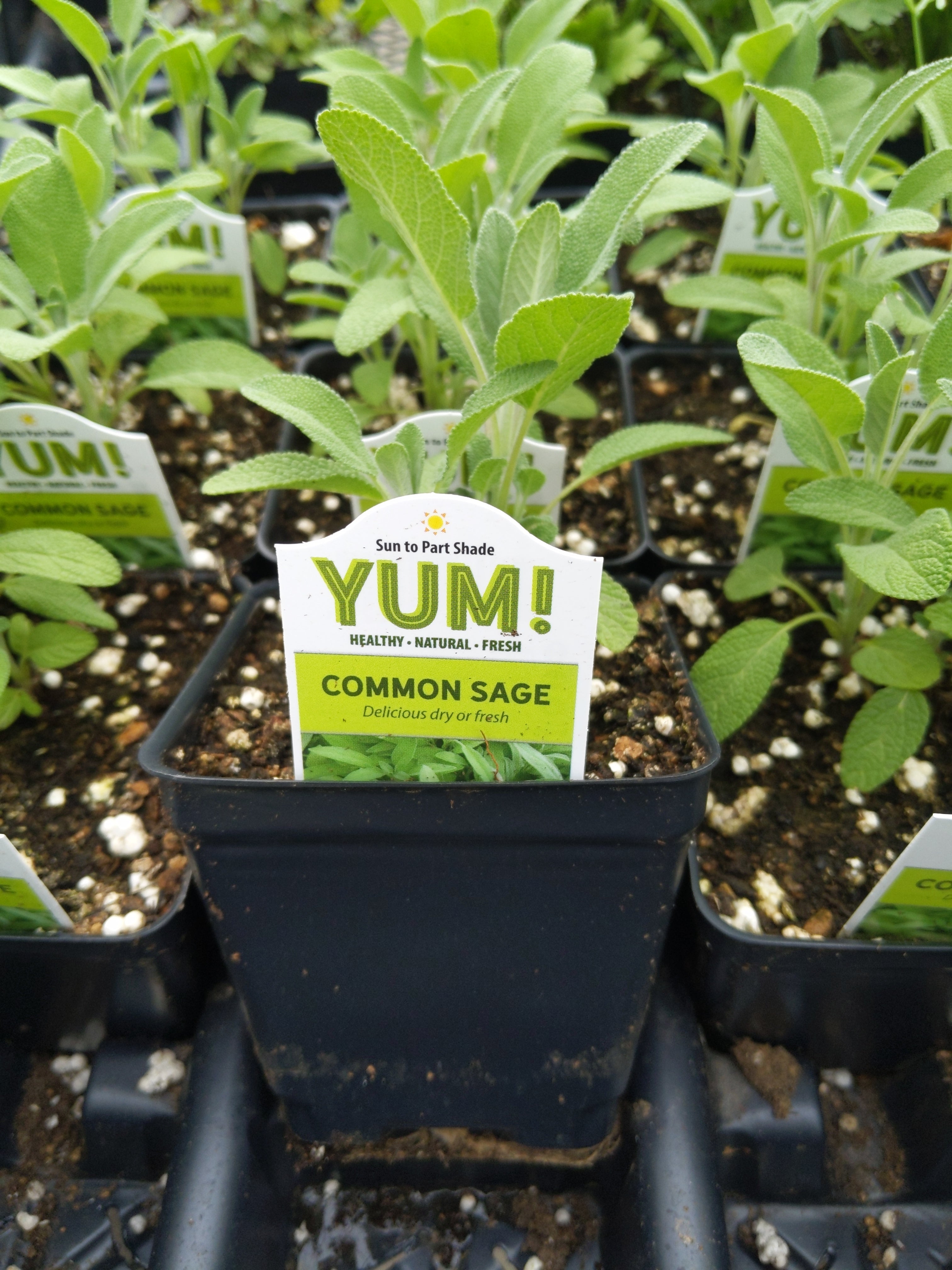 Sage Herb Plant