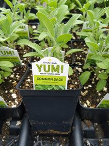 Sage Herb Plant