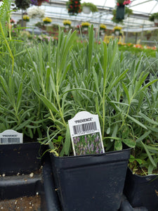Lavender 'provence' Herb Plant