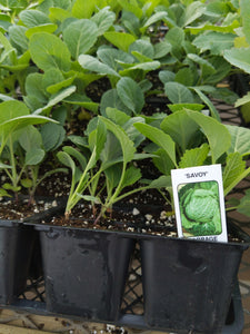Savoy Cabbage Plant