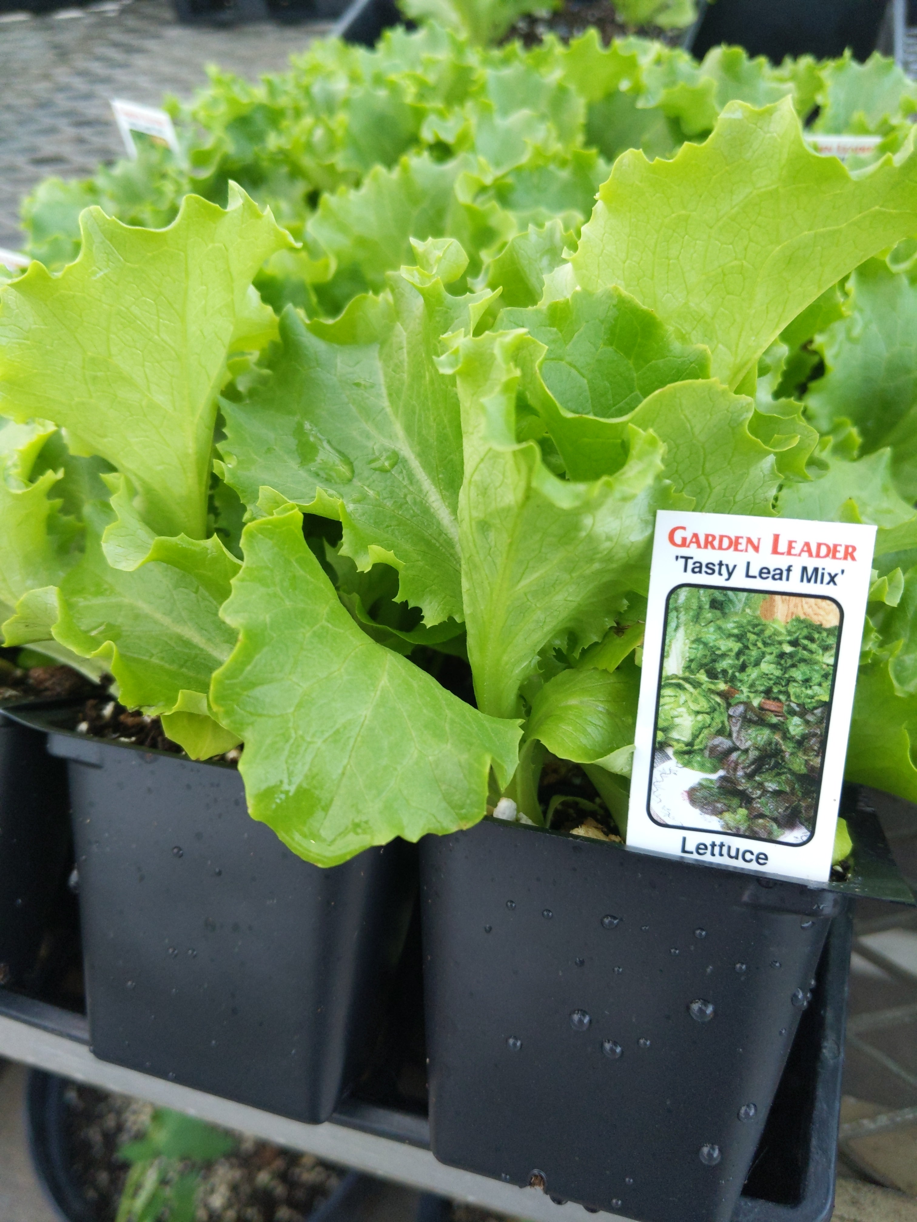 Tasty Leaf Lettuce mix Plants