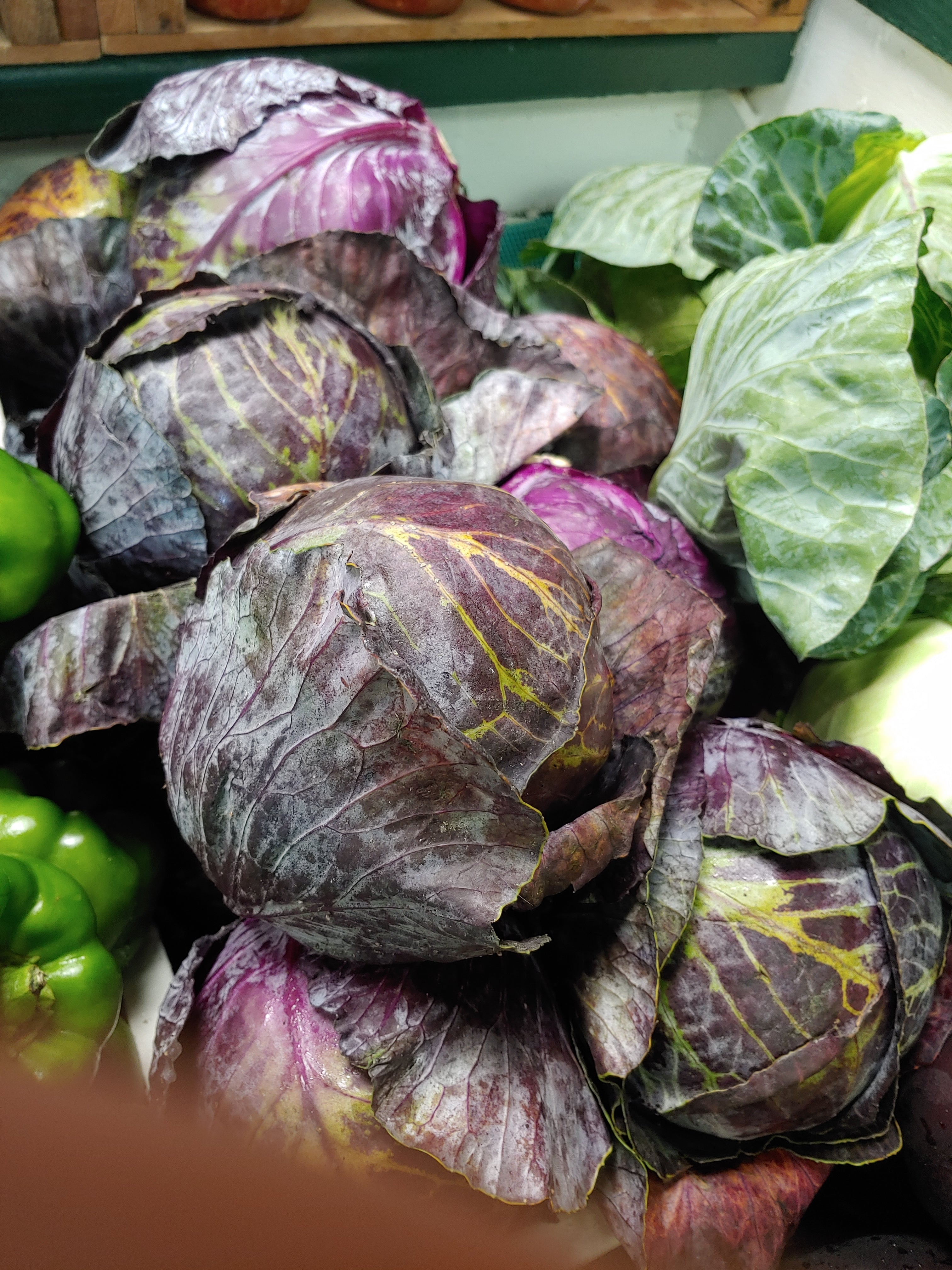 Cabbage