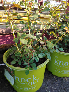 Double Knock Out Rose Bushes