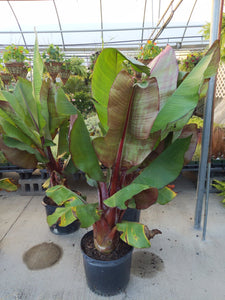 Banana Tree
