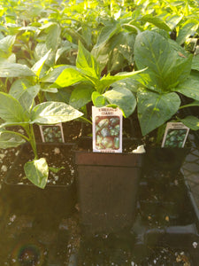 Sweet Bell Pepper plant