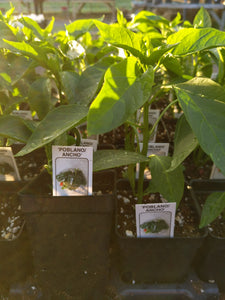 Poblano Ancho Hot Pepper Plant