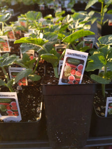 Watermelon Plant