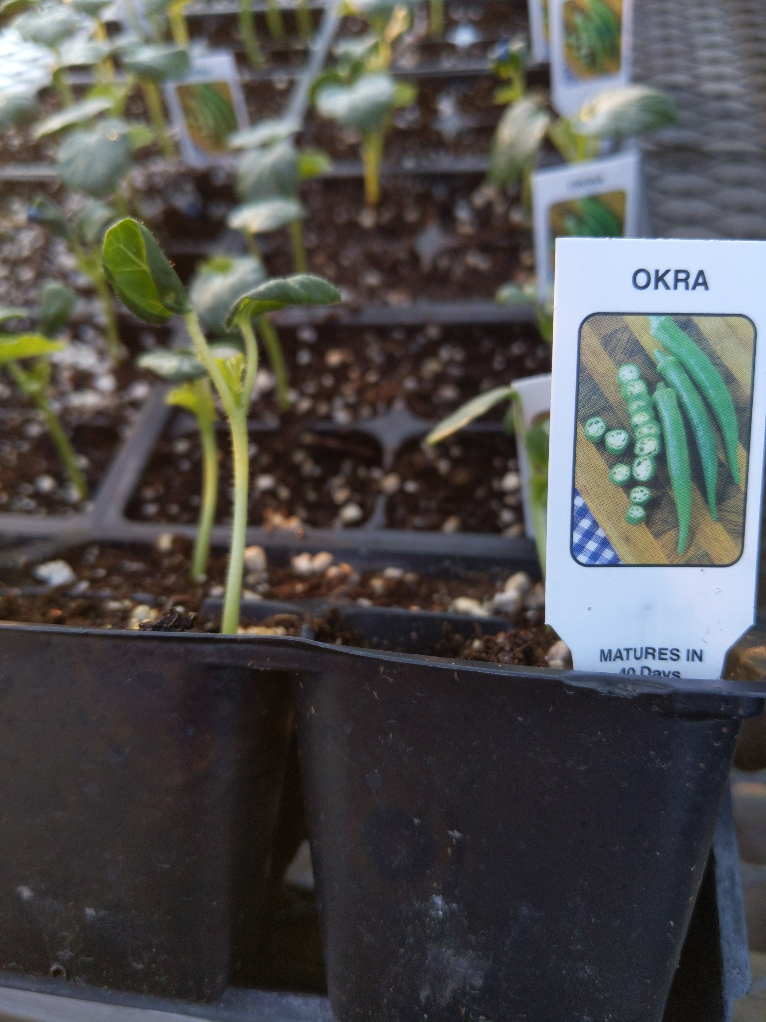 Okra plants