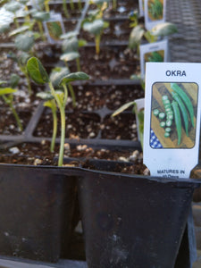 Okra plants
