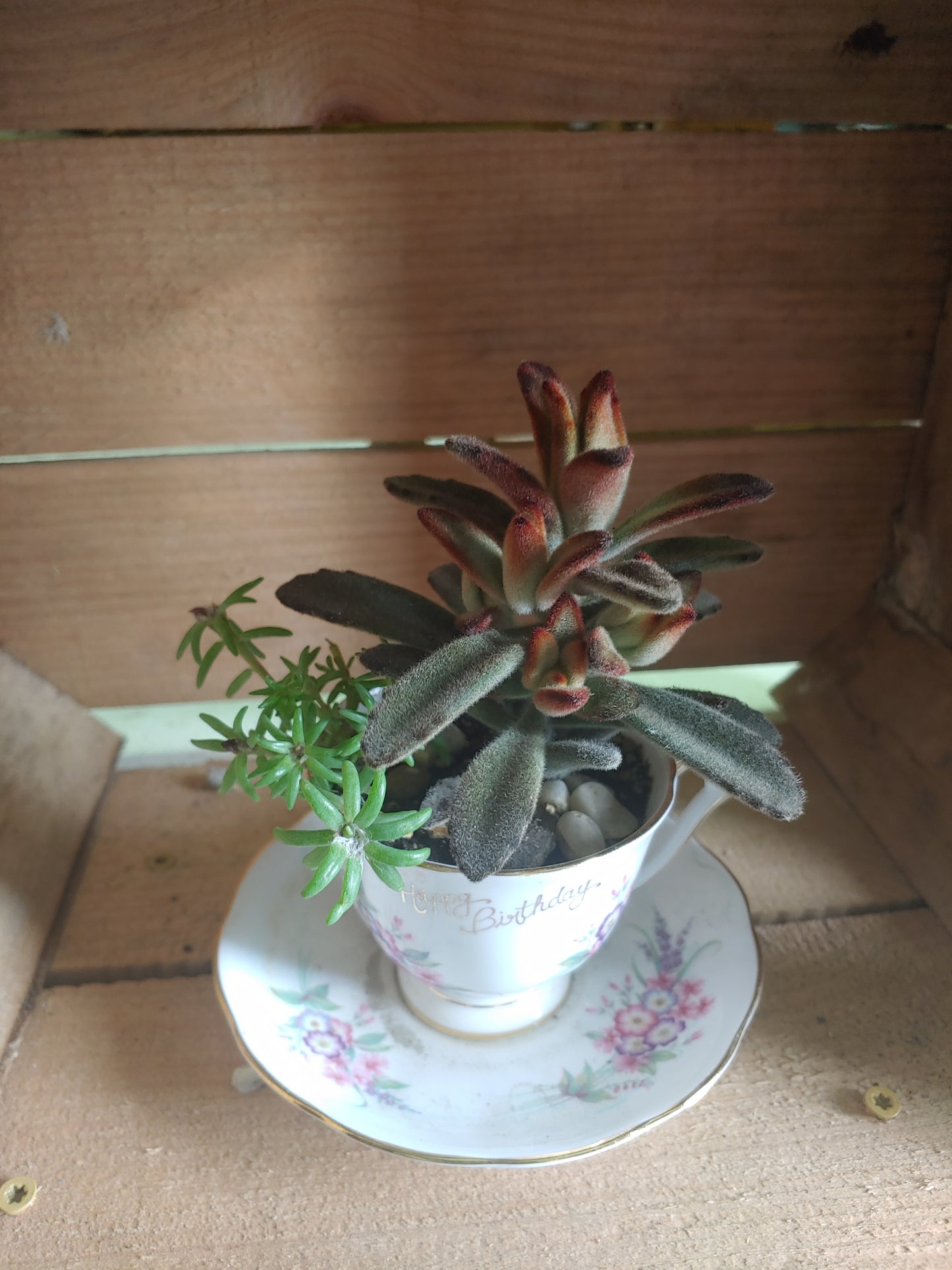 Tea Cup Succulent