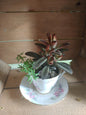 Tea Cup Succulent