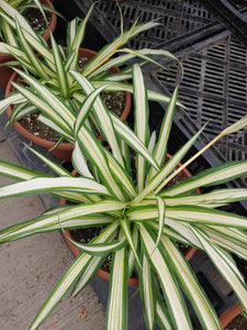 Spider Plant