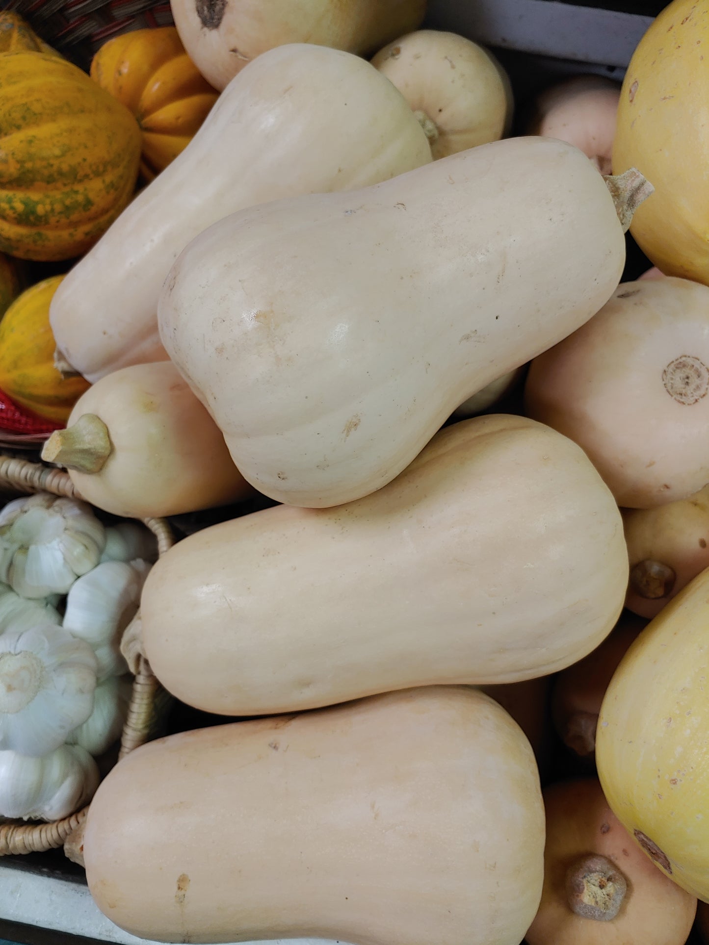 Butternut Squash