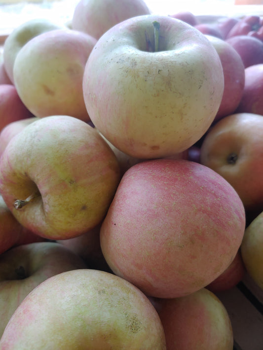 Fuji Apples