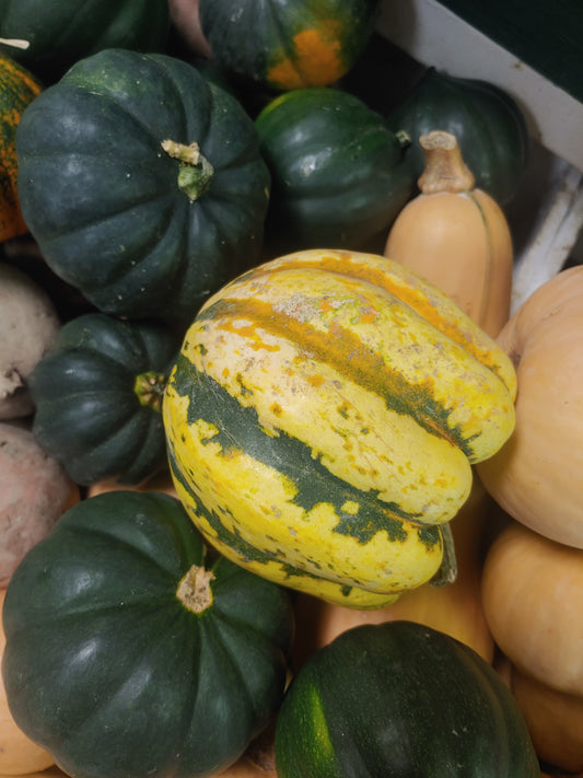 Acorn Squash