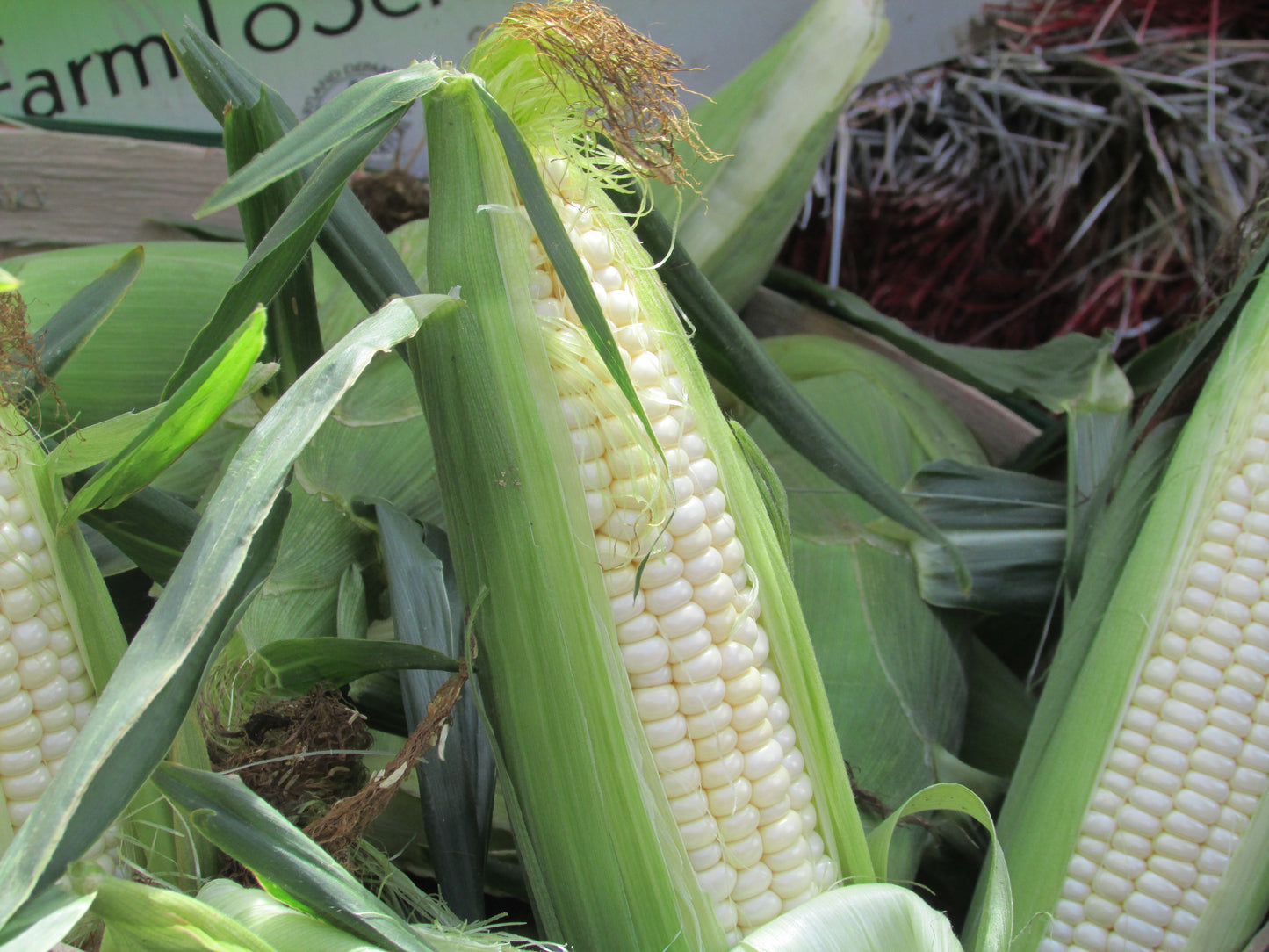 super sweet white corn