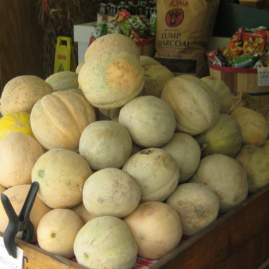 Cantaloupe